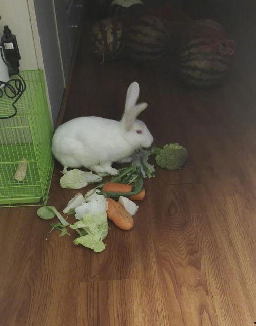 可兔兔吃瓜网,可兔兔吃瓜网带你领略明星幕后故事