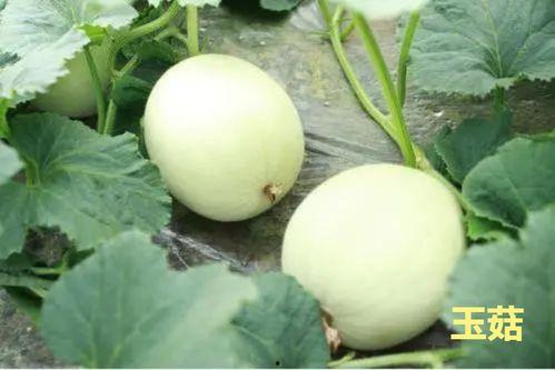 蘑菇疯马秀吃瓜网今日吃瓜,今日吃瓜网带你领略娱乐圈新鲜事