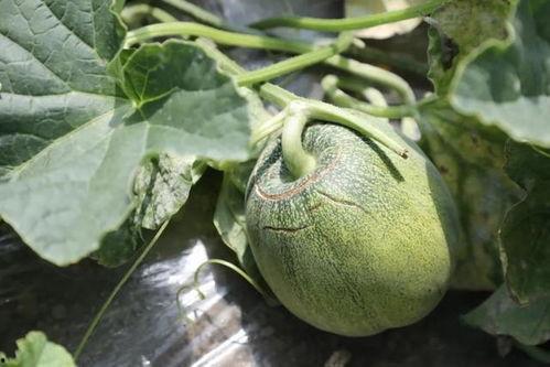 蘑菇疯马秀吃瓜网今日吃瓜,今日吃瓜网带你领略娱乐圈新鲜事