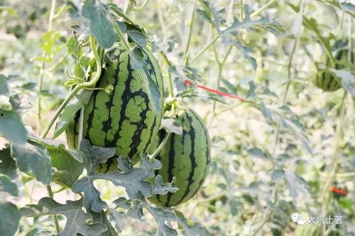 网红近期吃瓜汇总,盘点近期热门事件背后的真相与反转