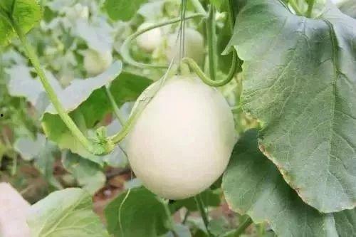 河津网红吃瓜事件,揭秘网络舆论的风暴与真相