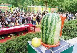 吃瓜网每日大赛入口mrds,揭秘热门赛事精彩瞬间