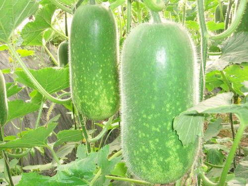 cggoilve吃瓜官网,带你领略网络娱乐新风尚