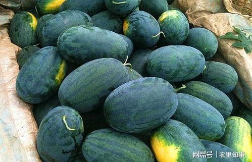 免费黑瓜吃料网入口最新,畅享美食新体验