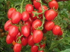 快手网红圣女果吃瓜,揭秘网红圈幕后故事