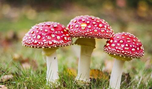 黑料吃瓜网蘑菇视频,揭秘娱乐圈幕后真相