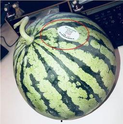 网红mack 吃瓜,揭秘娱乐圈背后的秘密与真相