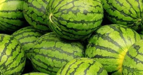 新疆网红求瓜吃播视频,一场别开生面的求瓜吃播盛宴