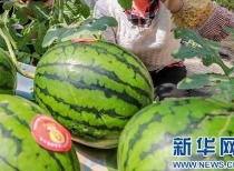 青海吃瓜网今日最新消息,最新资讯速递，揭秘今日热点事件！