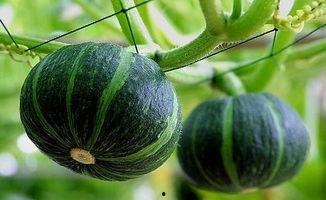 建湖网红吃瓜事件真相是真的吗,真相揭秘，还原事件始末