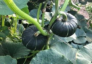 吃网红瓜的平台叫啥了,网红瓜传播新阵地，各大平台竞相争艳