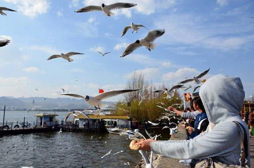吃瓜网云南蔡总遛鸟视频,吃瓜网友热议
