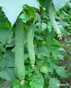 吃瓜网李,网络红人的崛起与影响力