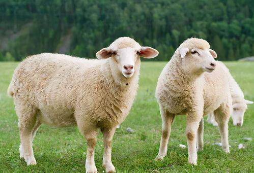 羊咩咩吃瓜视频网盘,揭秘热门视频背后的网盘秘密