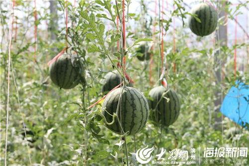 盐山网红吃瓜事件视频,一场网络狂欢背后的真相揭秘