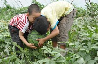 盐山网红吃瓜事件视频,一场网络狂欢背后的真相揭秘