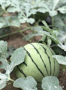 云南怒江吃瓜网红是谁,揭秘云南怒江美食圈风云人物