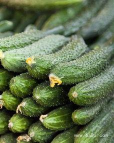 番茄吃瓜网,揭秘娱乐圈幕后故事，带你领略明星真实生活