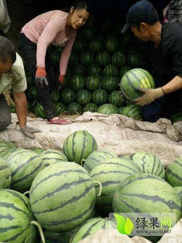 文安吃瓜视频网红最新,揭秘网络红人的崛起之路