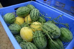 西宁网红吃瓜群微信,揭秘网络社交圈的趣味与争议