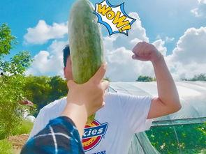 网红最新热门吃瓜,揭秘娱乐圈最新热点事件