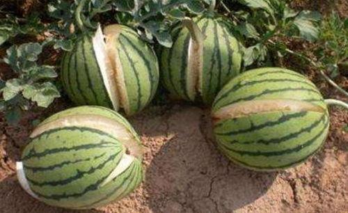 安海网红吃瓜事件真相,真相背后的网络狂欢与反思