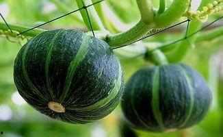 拉萨网红吃瓜事件真相视频,真相视频曝光背后的真相