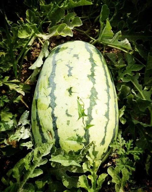 湘潭网红吃瓜事件