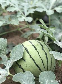 网红吃瓜记录最新