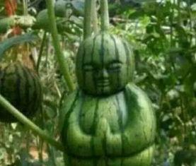 淄博网红吃瓜事件真相