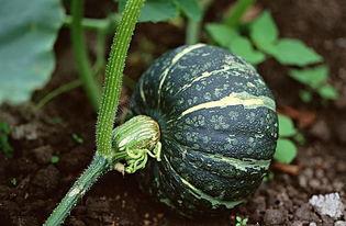 网红刘二萌吃瓜视频下载,揭秘网红幕后生活