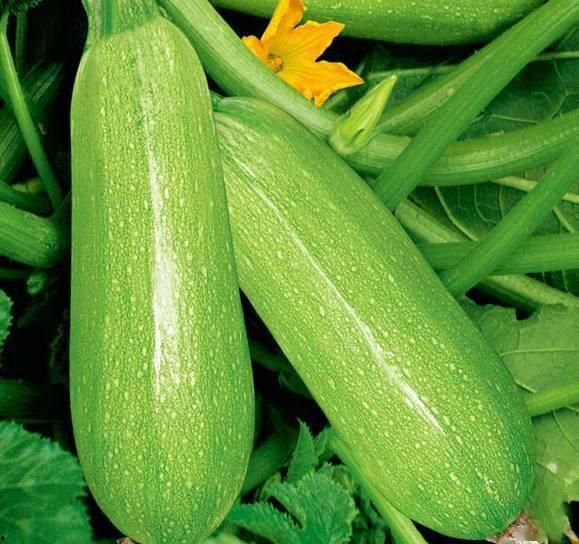 网红刘二萌吃瓜视频下载,揭秘网红幕后生活