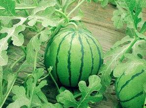 河北美术学院吃瓜网红,吃瓜网红带你领略校园美食风情