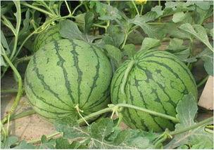 河北美术学院吃瓜网红,吃瓜网红带你领略校园美食风情