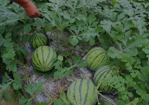 山西省怀仁网红吃瓜,揭秘山西怀仁的美食传奇