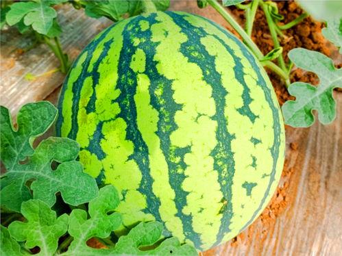 51.ct吃瓜网,揭秘娱乐圈最新热点，带你领略幕后故事