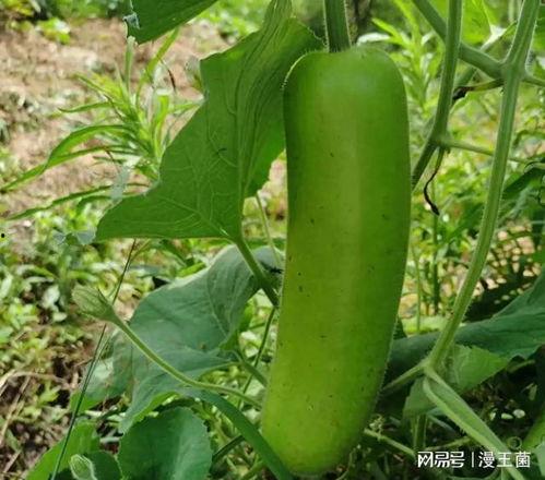 网红吃瓠子瓜视频,趣味横生引网友热议