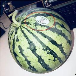 猎奇网红吃瓜,揭秘娱乐圈背后的惊人真相