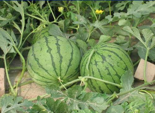 微山吃瓜网红事件视频,一场网络狂欢背后的真相揭秘