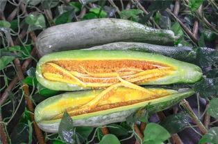 网红互相吃瓜,一场吃瓜盛宴的狂欢