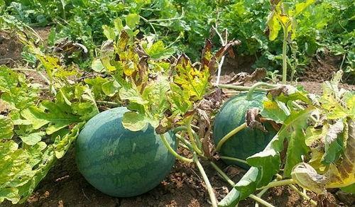 网红丑事吃瓜是真的吗还是假的,真相还是谣言？揭秘网络舆论背后的真相