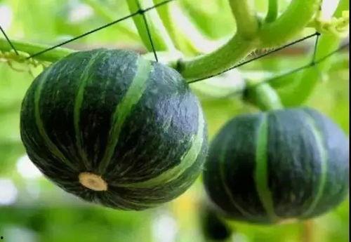 推特吃瓜网红叫什么名字