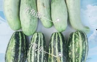 2023年吃网红瓜事件汇总
